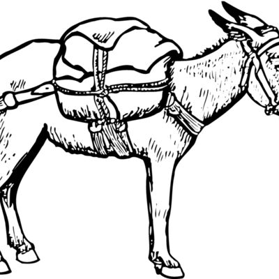 BURRO012 Thumbnail