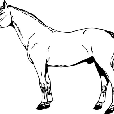 HORSE027 Thumbnail