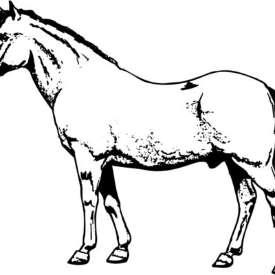HORSE028 Thumbnail