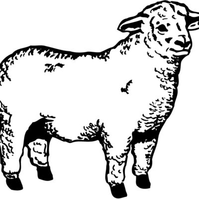 SHEEP003 Thumbnail