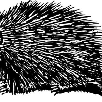 PORC001 Thumbnail